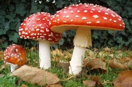 drogas-2[1].jpg