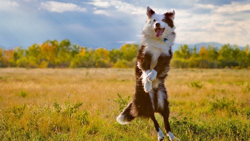 Blog_happy-dog.jpg