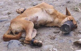 animais-maus-tratos.jpg