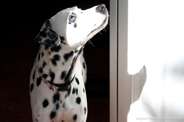 mercado animal lola dalmata cão dog online shop l